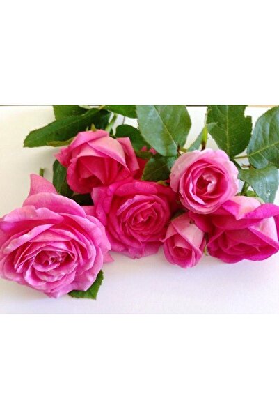 Genel Markalar Tüplü Yediveren Kokulu Reçellik Isparta Gül 3-4 Yaş(100-150 Cm) Fidanı