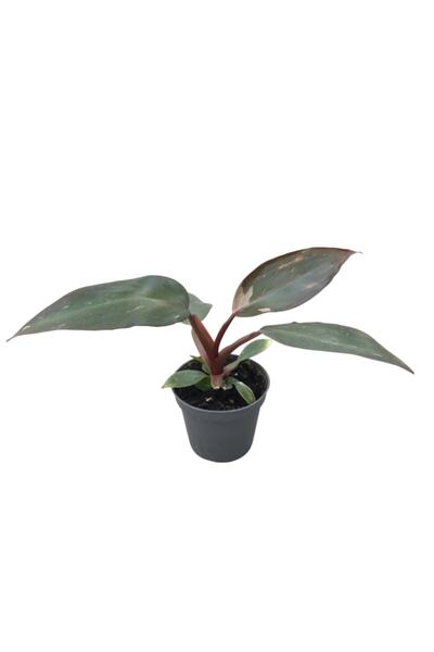 Betonish Philodendron 'pink Princess'