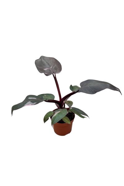 Betonish Philodendron 'pink Princess'