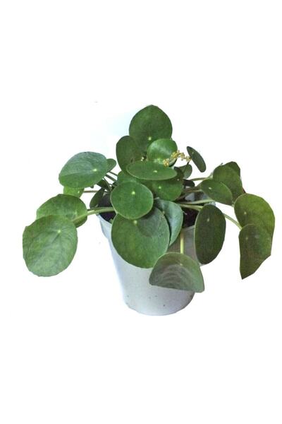 siyahgulcom Pilea 20-25 Cm Baby Li - Hazır Yavrulu
