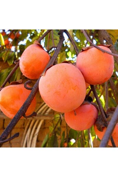 NARENCİYE FİDANIM Rojo Brillante Trabzon Hurması Fidanı 3 Yaş