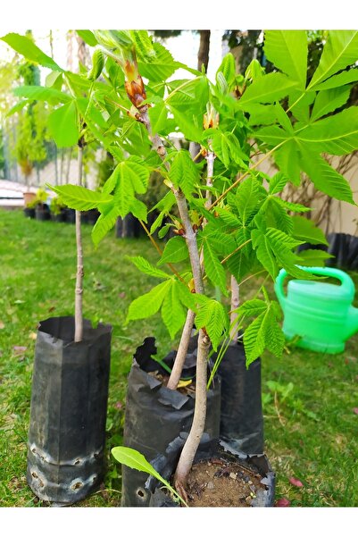 bahçevilya At Kestanesi Ağacı Fidanı 40-60 Cm Boy Kapalı Kök Tüplü [aesculus ...