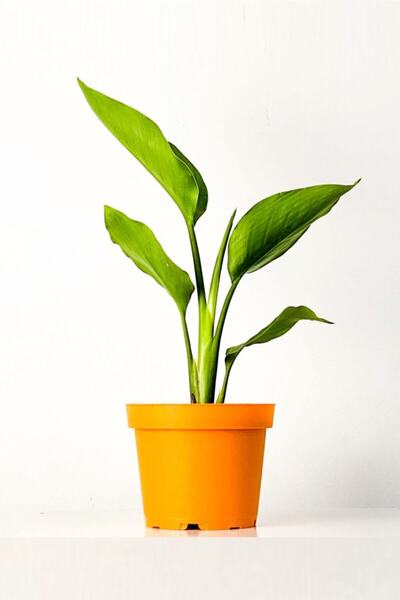 Cemre Garden Strelitzia Nicolai 'starliçe' - Beyaz Cennet Kuşu Çiçeği - Ev Ofis Salon Iç Mekan Bitkisi - 40 Cm