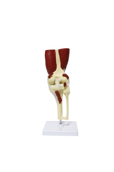 MAXİ Muscular Knee Model 31