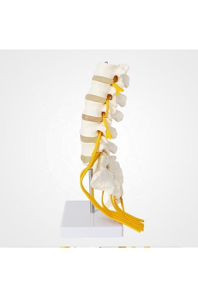 MAXİ Spine Waist Model 23
