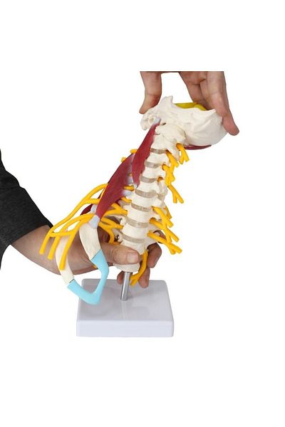 MAXİ Spine Neck Muscle Model 22