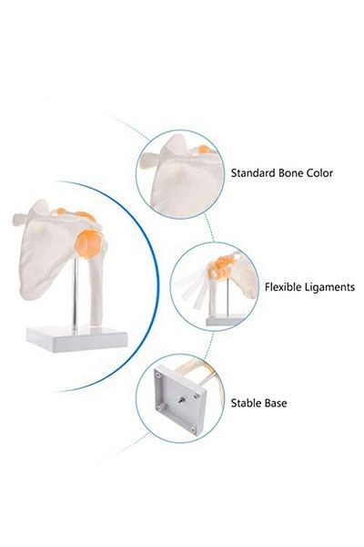 MAXİ Spine Shoulder Model 30
