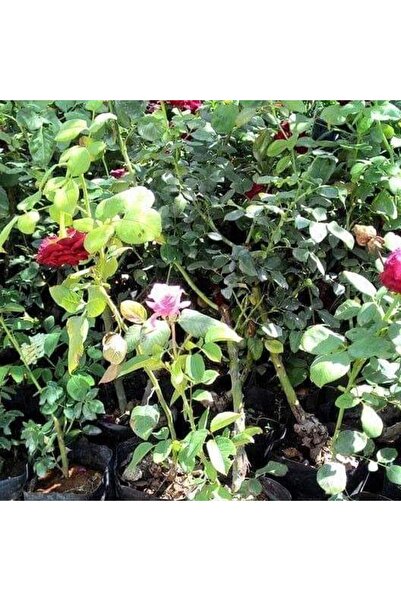 Genel Markalar Tüplü Yediveren Kokulu Reçellik Isparta Gül 3-4 Yaş(100-150 Cm) Fidanı