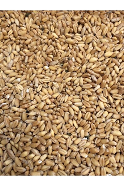 ÇAVGALAR TAVUK YEMLİK BUĞDAY Çavgalar Tavuk Ve Kuş Için Yemlik Buğday 5 Kg