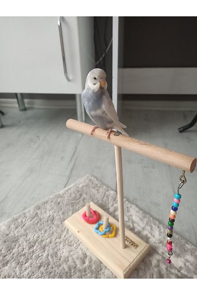 SAKAPET Wooden Parrot Perch with Extra Mind Play - Budgie, Paradise, Forpus, Sevda Papaganı