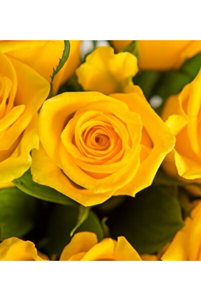 CC Sarı Gül Fidanı 40 65cm  Arası