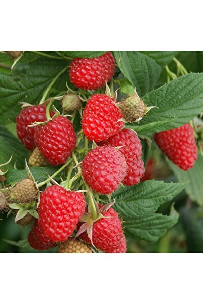 mutbirlik Tüplü Yediveren Frambuaz Heritage Ahududu Fidanı