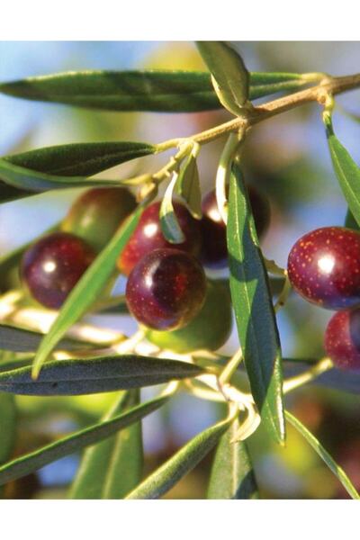 Evimdeki Bahçem Üzeri Meyveli Tam Bodur Arbequina Zeytin Fidanı