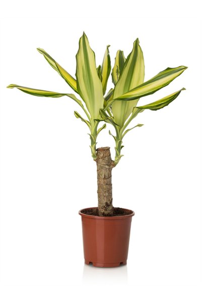 Berceste Peyzaj tasarım Mesengena Bitkisi Dracena Massengeana Tek Gövde 40 50...
