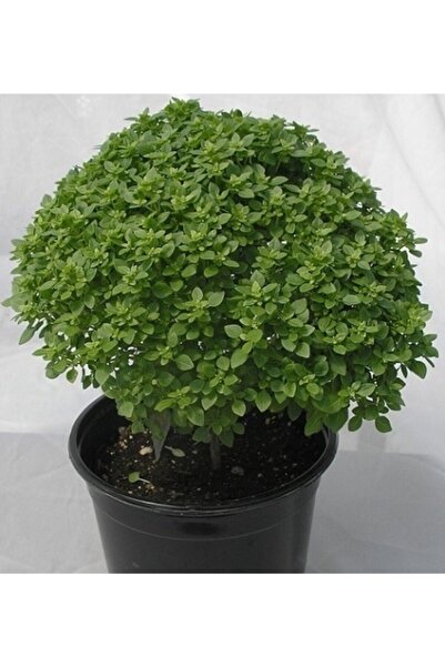 Simagro Küçük Yapraklı Fesleğen Tohumu 1 Paket 100 Adet Yeşil Fesleğen Tohum