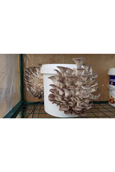 Arnego Kovada Istiridye Mantar (YENİ ÜRÜN)