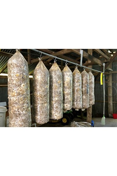 Arnego 3 Adet 8 Lt 4 Kg Istiridye Mantarı Miseli Tohum Kompostu Mantar Vermeye Hazır Durumda