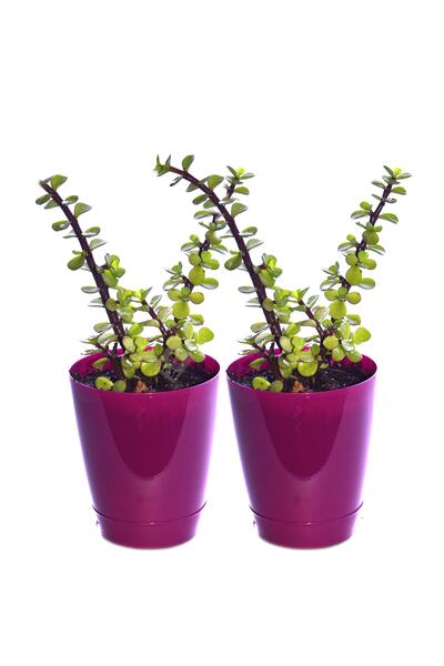 BFA&Shopping 2 Adet Saksılı Bonsai Ağaç Crassula Portulacaria Afra Para Ağacı...