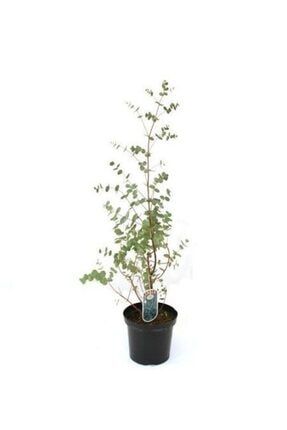 fidanistanbul eucalyptus cinerea silver dollar bodur okaliptus 40 60 cm saksida fiyati yorumlari trendyol