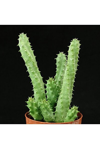 ÇİÇEKFLİX huerniamelez (ANGOLENSİS) leş kaktüsü salon çiçeği sukulent 5,5