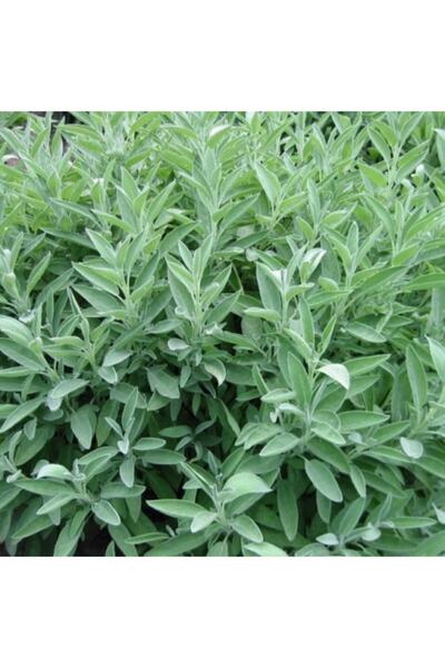 Veli Gök Oğulları Akdeniz Adaçayı Çalba 100 gr