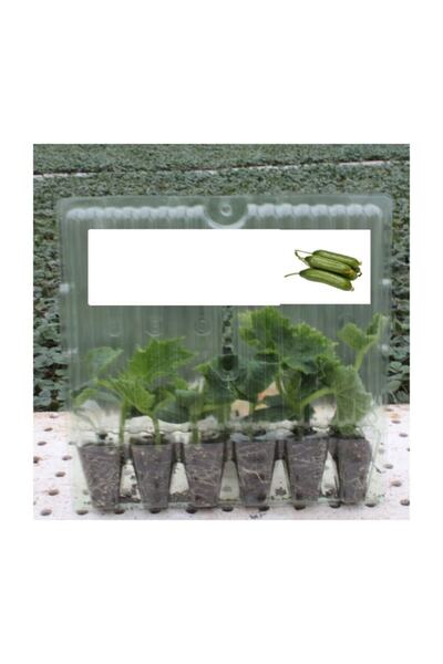 Fide Sepeti - SİLOR SALATALIK FİDESİ (6LI Ambalaj)