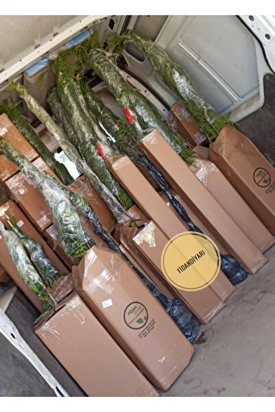 FidanDiyarı Tüplü Yarı Bodur Fortuna Erik Fidanı