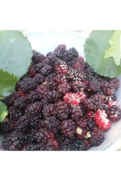 Mutlu Paket Tüplü 4 Yaş Özel Ekşi Kara Urmu Dut Fidanı (120-180 Cm)