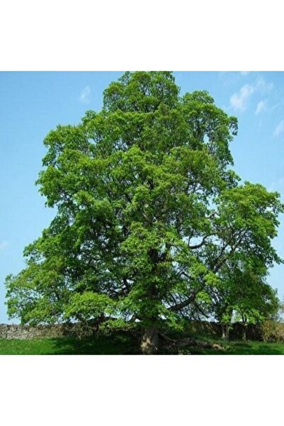 E-fidancim Tüplü Çınar Ağacı Fidanı