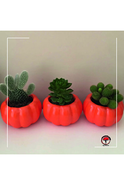 Beg Tasarım Turuncu Balkabağı Kaktüs Ve Sukulent Saksı