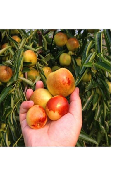 E-fidancim Tüplü Iri Meyveli Hünnap Fidanı