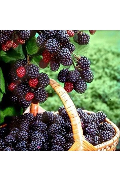 E-fidancim Tüplü Dikensiz Jumbo Böğürtlen Fidanı