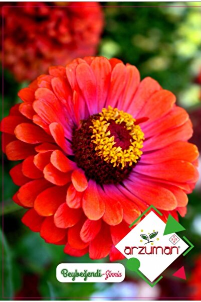 Arzuman Tohum Arzuman Beybeğendi Çiçeği 1 Paket (30 Adet Tohum)