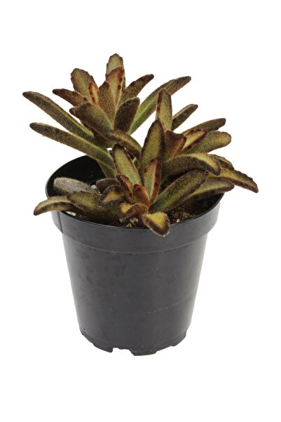 LEVANT Kalanchoe Tomentosa Cinnamon Sukulent