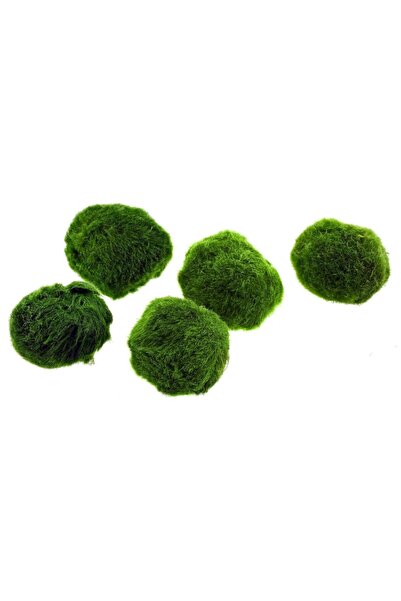 AquaDeep Moss Ball - Yosun Topu 3-4 Cm Canlı Bitki