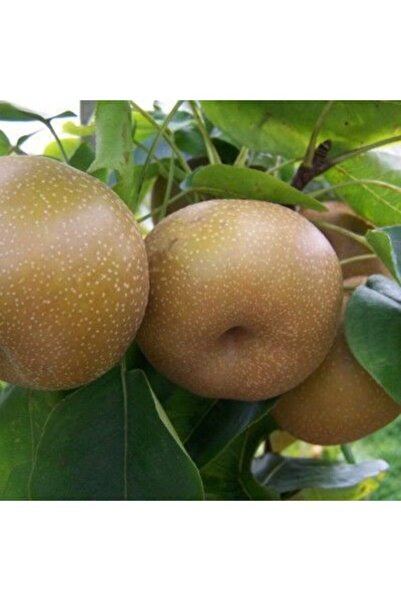 E-fidancim Tüplü Yarı Bodur Chojuro Dev Naşi Japon Armudu Fidanı