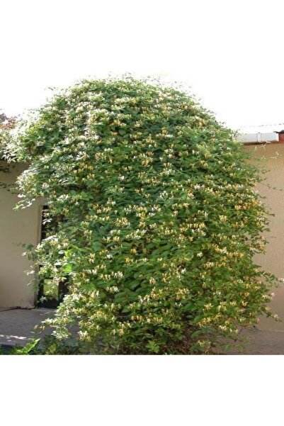 E-fidancim Tüplü Kokulu Lonicera Caprifolium Hanım Eli Fidanı (40-60 Cm)