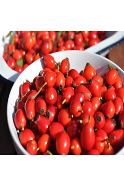 E-fidancim Tüplü Anadolu Dikenli Kuşburnu Fidanı