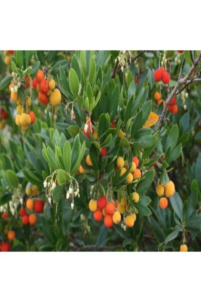 E-fidancim Tüplü Abutus Undo Dağ Çileği Kocayemiş Fidanı (30-50 Cm)