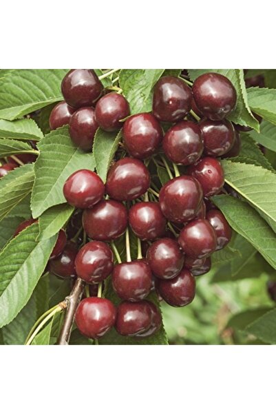 E-fidancim Tüplü Tam Bodur Karina Kiraz Fidanı