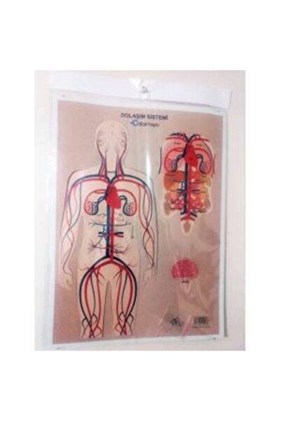 şahane parti نموذج الواجب المنزلي لمشروع الدورة الدموية من الورق المقوى