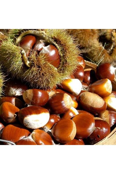 NARENCİYE FİDANIM Tüplü Aşılı 3 Yaş Hacı Ömer Kestane Fidanı