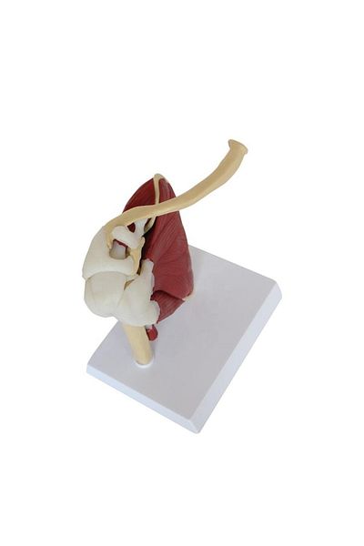 MAXİ Muscular Shoulder Model 33