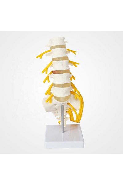 MAXİ Spine Waist Model 23