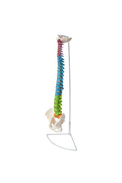MAXİ Spine Model 85 Cm Model 18