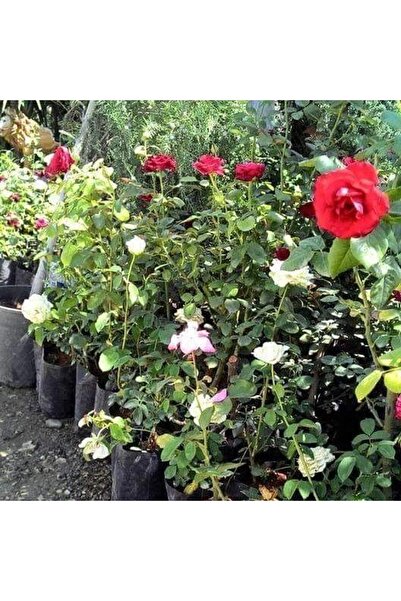 Reyon Bahçe Tüplü Yediveren Kokulu Reçellik Isparta Gül Fidanı