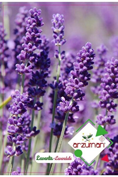 Arzuman Tohum Arzuman Lavanta Çiçeği Tohumu 100 Tohum