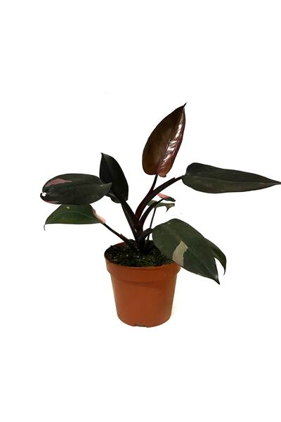 Betonish Philodendron 'Pink Princess'