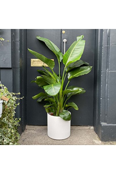 Hilal Garden Starliçe Üç Köklü 100-120 Cm Dolgun Formlu Cennet Kuşu