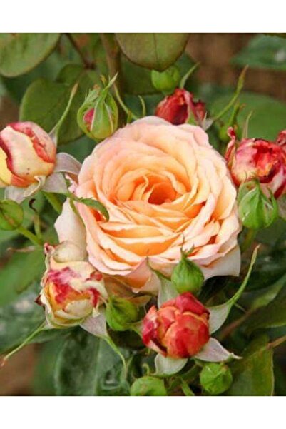 Genel Markalar Tüplü Sarı Turuncu Claudia Yediveren Aşılı Gül Fidanı